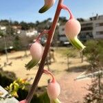 Gasteria obliqua Flower