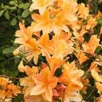 Rhododendron calendulaceum Flower