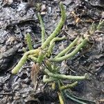 Salicornia europaea Blatt