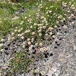 Trifolium pallescens Habit