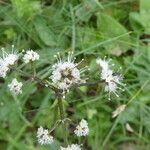 Sanicula europaea Fula