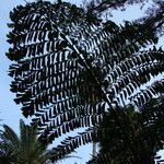 Caryota urens Leaf