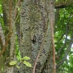 Quercus × rosacea Corteza