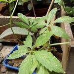 Cyclanthera pedata Leaf