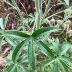Staphisagria macrosperma ᱥᱟᱠᱟᱢ