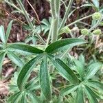 Delphinium staphisagria Blatt