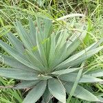 Agave sisalana Blad