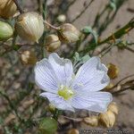 Linum lewisii Flower