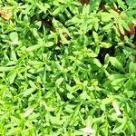 Silene uniflora عادت داشتن