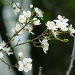 Prunus fruticosa फूल