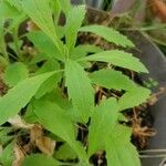 Stevia rebaudiana Foglia