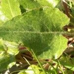 Rumex roseus Hoja