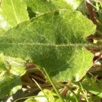 Rumex roseus Leaf