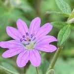 Geranium pyrenaicumКветка