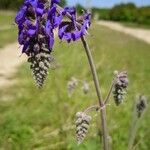 Salvia nutans Blomst