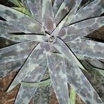 Agave maculata Leaf