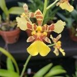 Oncidium baueri Flower