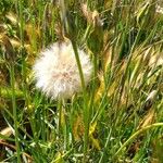 Tragopogon pratensis Fruit