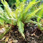 Polystichum aculeatum Habitus