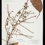 Talisia cupularis Yaprak