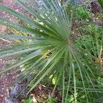 Chamaerops humilis Folha