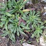 Digitalis ferruginea Blatt