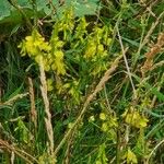 Melilotus officinalis Flower