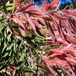 Melaleuca viminalis Leaf