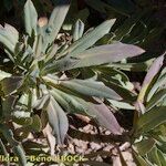 Echium thyrsiflorum Other