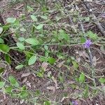 Dampiera purpurea Plante entière