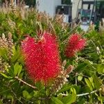 Callistemon citrinusപുഷ്പം