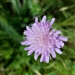 Knautia arvensis花