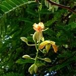 Tamarindus indica Λουλούδι