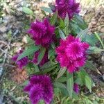 Celosia elegantissima Flower