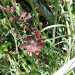 Lepidium nitidum List