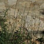 Petrorhagia prolifera 形態