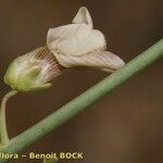 Acanthorrhinum ramosissimum Fruit