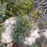 Ruta angustifolia Habitus