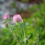 Trifolium pratense 花