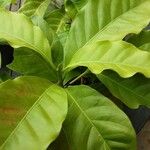 Coffea arabica Blatt