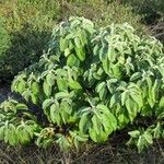 Croton flavens Habit
