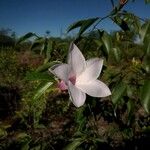 Cryptostegia grandiflora Žiedas