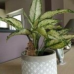 Aglaonema commutatum Folha