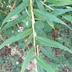 Buddleja alternifolia Folla