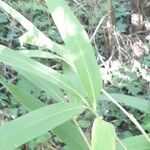 Phyllostachys sulphurea Leaf