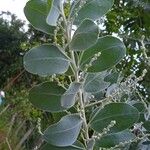 Acacia podalyriifolia Blatt