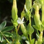 Gentiana nivalis Flower