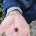 Crataegus laciniata Fruit