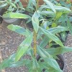 Myrica californica Hostoa