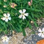 Silene borderei Flor